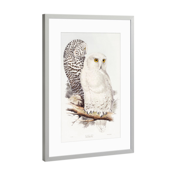 Poster mit Rahmen Silber "Schneeeule Gould, Lear, Hullmandel" artboxONE - Tiere - Eulen,Vögel,Tiere,Malerei,Gemälde,Kunst