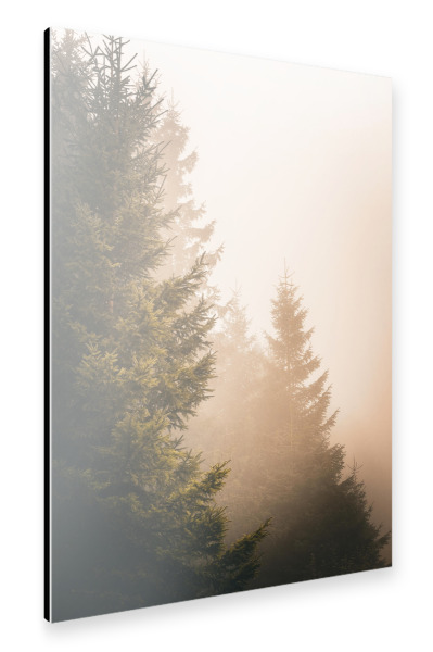 Alu-Dibond "Goldener Wald am Morgen" 30x20 cm artboxONE