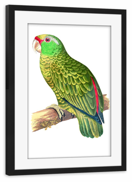 Poster mit Rahmen schwarz "Festlicher Amazonas-Papagei" artboxONE - Natur,Tiere,Für Mama