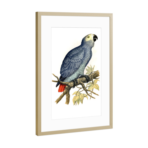 Poster mit Rahmen Gold "Grauer Papagei" artboxONE - Natur,Tiere,Für Mama