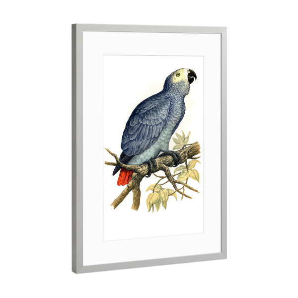 Poster mit Rahmen Silber "Grauer Papagei" artboxONE - Natur,Tiere,Für Mama