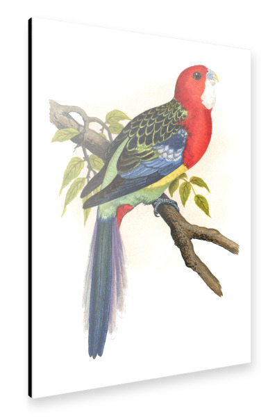Alu-Dibond "Rosella-Sittich" 75x50 cm artboxONE