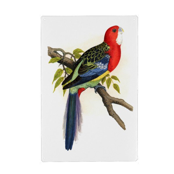Holzbild "Rosella-Sittich" artboxONE - Natur,Tiere,Für Mama