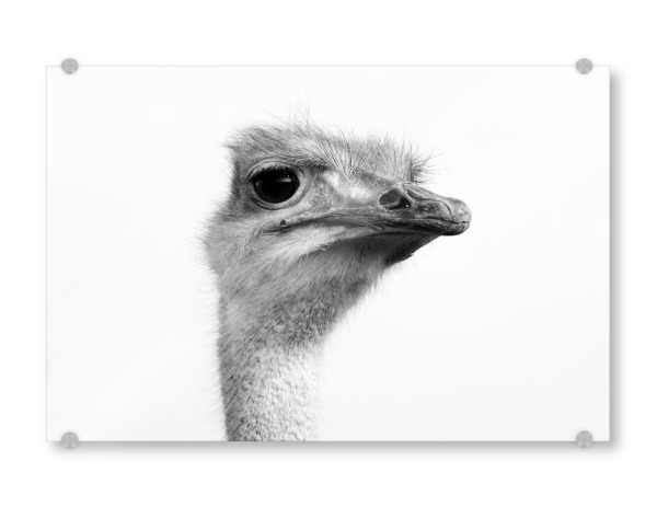 Acrylglasbild "Ostrich b/w" artboxONE - Natur,Reise,Tiere,Reise / Afrika