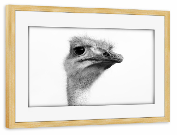 Poster mit Rahmen kiefer "Ostrich b/w" artboxONE - Natur,Reise,Tiere,Reise / Afrika