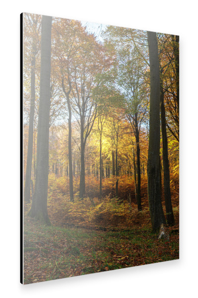 Alu-Dibond "Leuchtende Herbstblätter" 30x20 cm artboxONE