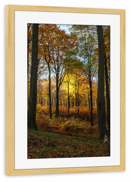 Poster mit Rahmen kiefer "Leuchtende Herbstblätter" artboxONE - Natur,Reise