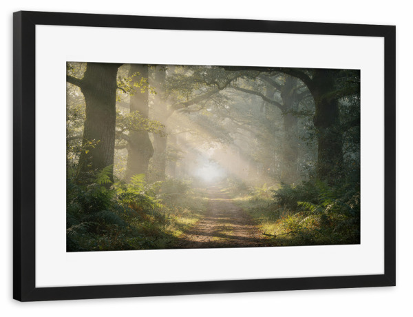 Poster mit Rahmen schwarz "Wald im Morgenlicht" artboxONE - Natur