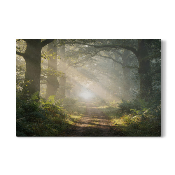Galerie-Print "Wald im Morgenlicht" 30x20 cm artboxONE