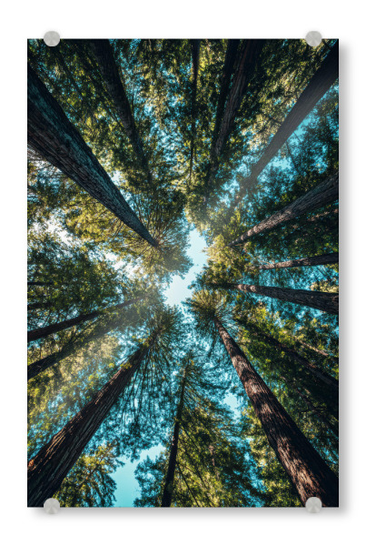 Acrylglasbild "Wald Baumkronen" artboxONE - Natur - Wald,Bäume,Baumkronen,Himmel,Natur,Mammutbaum,Perspektive,Freiheit,Forst,ökologisch