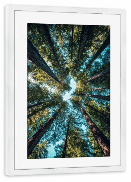 Poster mit Rahmen weiß "Wald Baumkronen" artboxONE - Natur - Wald,Bäume,Baumkronen,Himmel,Natur,Mammutbaum,Perspektive,Freiheit,Forst,ökologisch