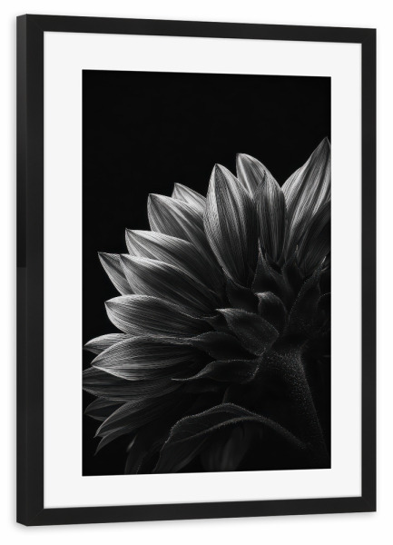 Poster mit Rahmen schwarz "Schwarz-Weiß Sonnenblume" artboxONE - Floral