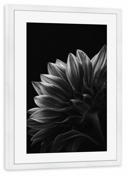Poster mit Rahmen weiß "Schwarz-Weiß Sonnenblume" artboxONE - Floral