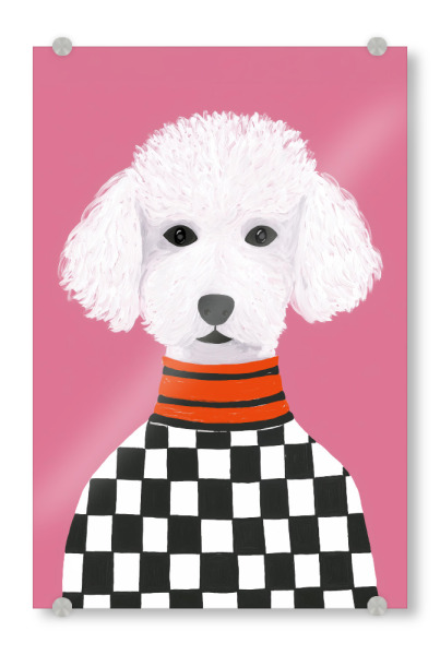 Acrylglasbild "Weißer Pudel im Trend-Check" artboxONE - Tiere,Geometrie,Lustig