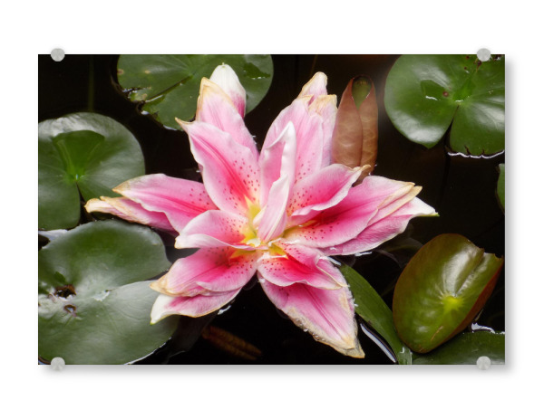 Acrylglasbild "Eine Wasserlilie" artboxONE - Natur,Reise,Floral,Reise / Asien,Reise / Länder