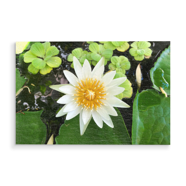 Holzbild "A Waterlily" artboxONE - Natur,Reise,Floral,Reise / Asien,Reise / Länder