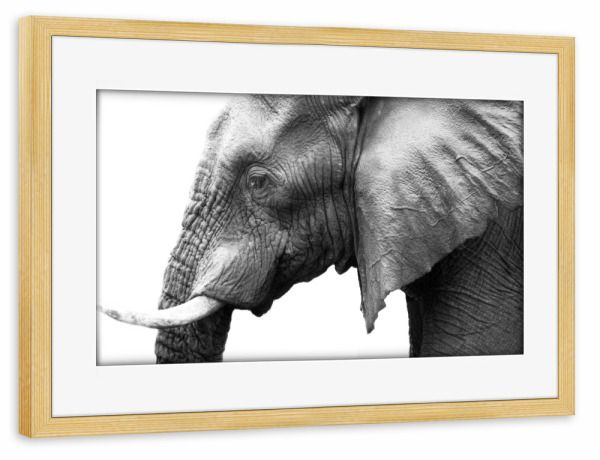 Poster mit Rahmen kiefer "Ein afrikanischer Elefant" artboxONE - Reise,Tiere,Schwarzweiß,Reise / Afrika,Reise / Länder