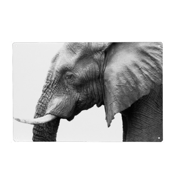 Metall Poster "Ein afrikanischer Elefant" artboxONE - Reise,Tiere,Schwarzweiß,Reise / Afrika,Reise / Länder