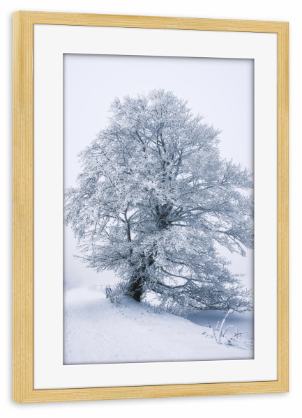 Poster mit Rahmen kiefer "Zauberhafter Winter" artboxONE - Natur,Reise,Floral,Schwarzweiß,Weihnachten