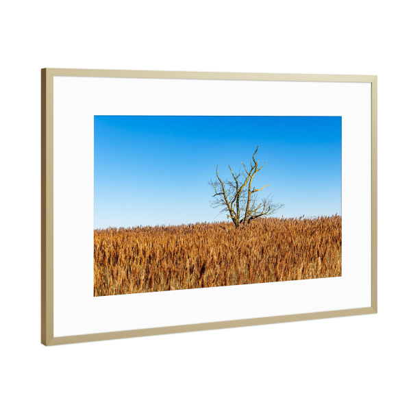 Poster mit Rahmen Gold "Schilf und Baum" artboxONE - Natur,Reise