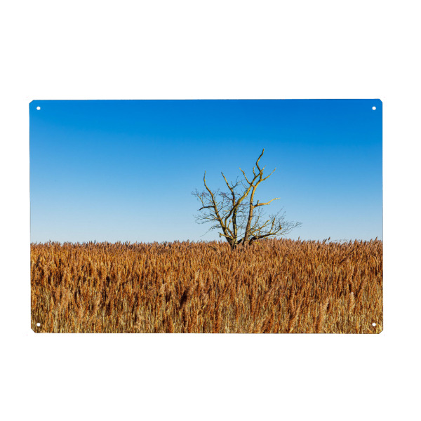 Holzbild "Schilf und Baum" artboxONE - Natur,Reise