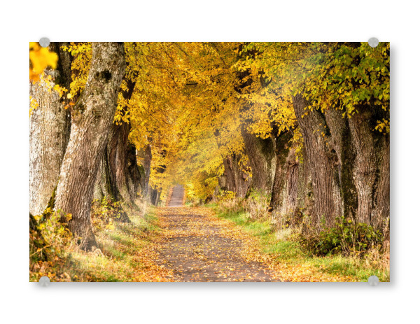 Acrylglasbild "Lindenallee im Allgäu" artboxONE - Natur,Reise,Reise / Länder