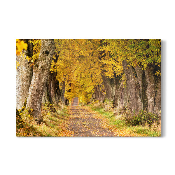 Galerie-Print "Lindenallee im Allgäu" 30x20 cm artboxONE