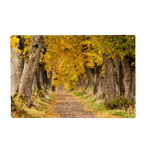 Holzbild "Lindenallee im Allgäu" artboxONE - Natur,Reise,Reise / Länder