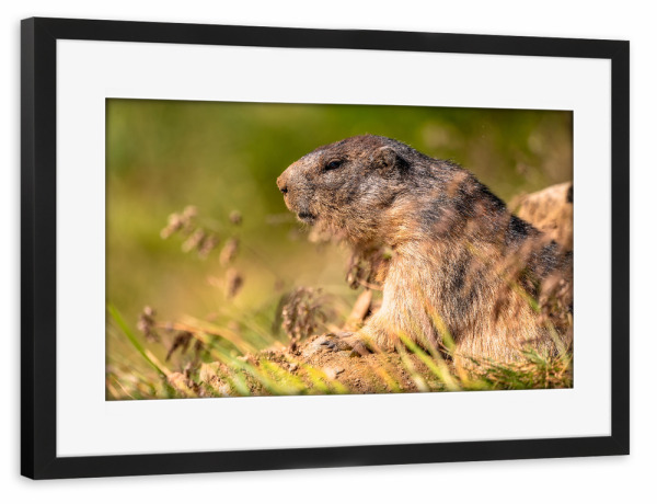 Poster mit Rahmen schwarz "Alpenmurmeltier" artboxONE - Natur,Reise,Tiere,Buchstaben / M