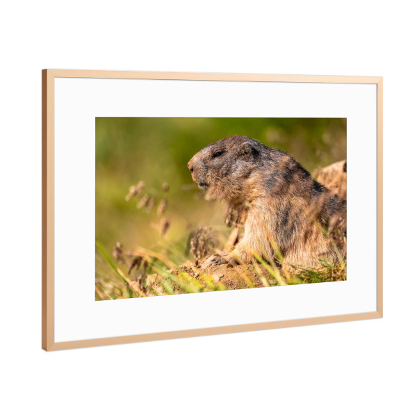 Poster mit Rahmen Kupfer "Alpenmurmeltier" artboxONE - Natur,Reise,Tiere,Buchstaben / M