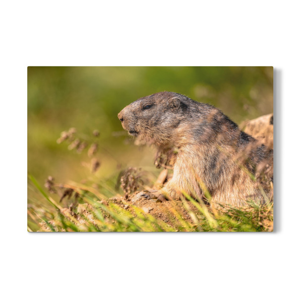 Galerie-Print "Alpenmurmeltier" 30x20 cm artboxONE