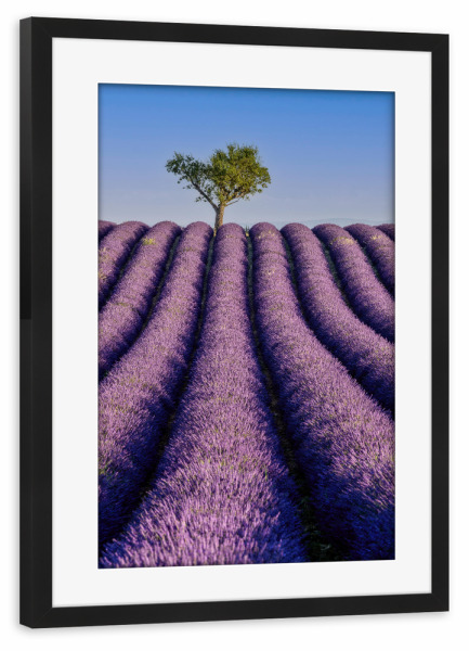 Poster mit Rahmen schwarz "Lavendel in der Provence" artboxONE - Natur,Reise,Reise / Länder