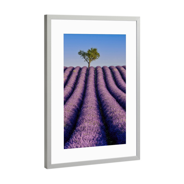 Poster mit Rahmen Silber "Lavendel in der Provence" artboxONE - Natur,Reise,Reise / Länder