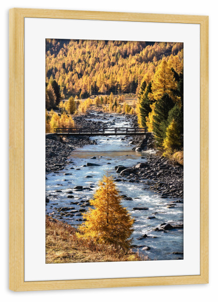 Poster mit Rahmen kiefer "Goldener Oktober im Engadin" artboxONE - Natur,Reise,Reise / Länder