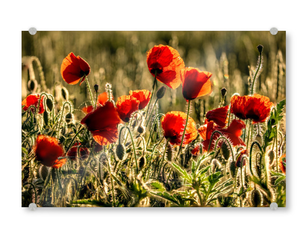 Acrylglasbild "Mohnblumenfeld im Sommer" artboxONE - Natur,Reise - Mohnblumenfeld,Mohnblume,Rot,Sommer,Sommerfarben,Deutschland,Landschaft,Wiese