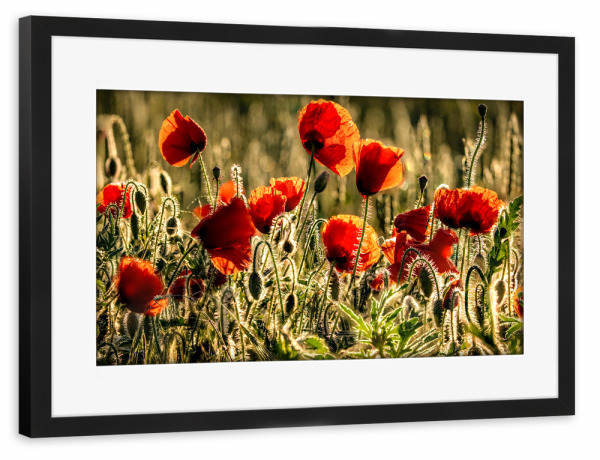 Poster mit Rahmen schwarz "Mohnblumenfeld im Sommer" artboxONE - Natur,Reise