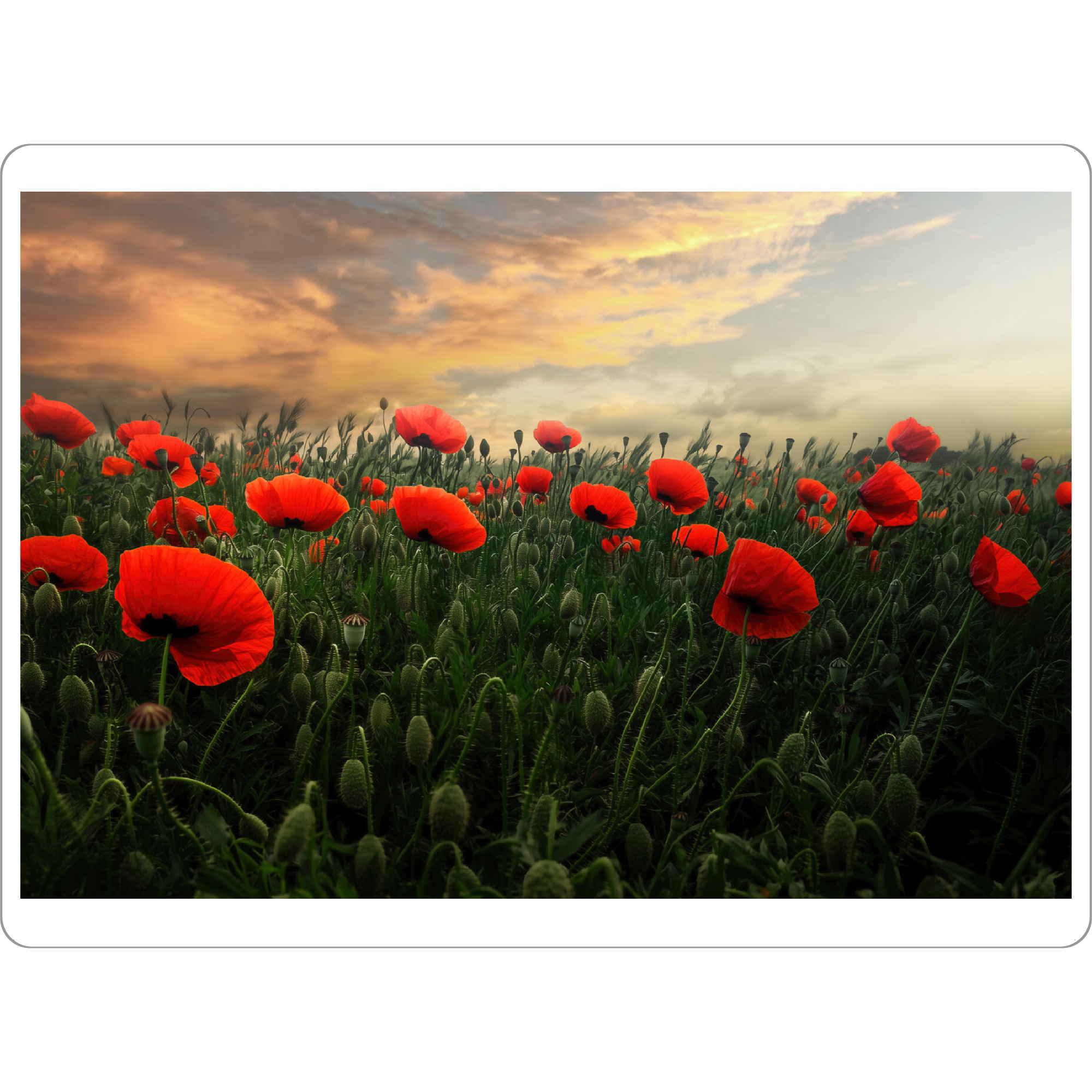 Tischset "Mohnfeld der Träume" artboxONE - Natur,Floral
