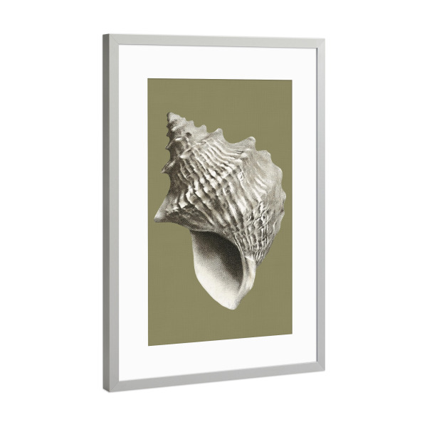 Poster mit Rahmen Silber "Ozean Muschel Vintage" artboxONE - Natur,Reise / Strand und Meer