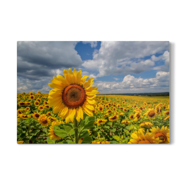 Galerie-Print "Sommer in Deutschland" 75x50 cm artboxONE