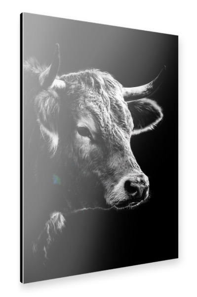 Alu-Dibond "Schwarz-weiß Kuh Portrait" 75x50 cm artboxONE