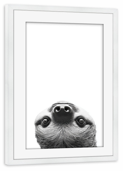 Poster mit Rahmen weiß "Lustiges Faultier" artboxONE - Tiere,Schwarzweiß