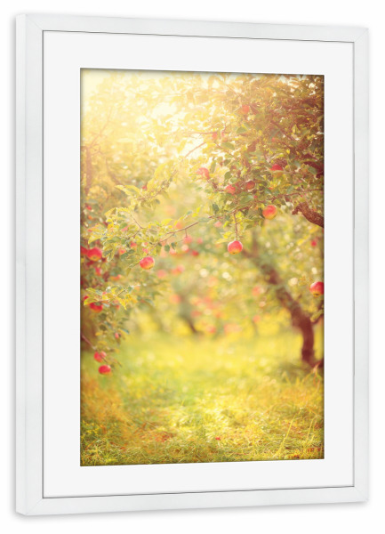 Poster mit Rahmen weiß "Apfelbaum Golden Hour" artboxONE - Essen & Trinken / Obst & Gemüse