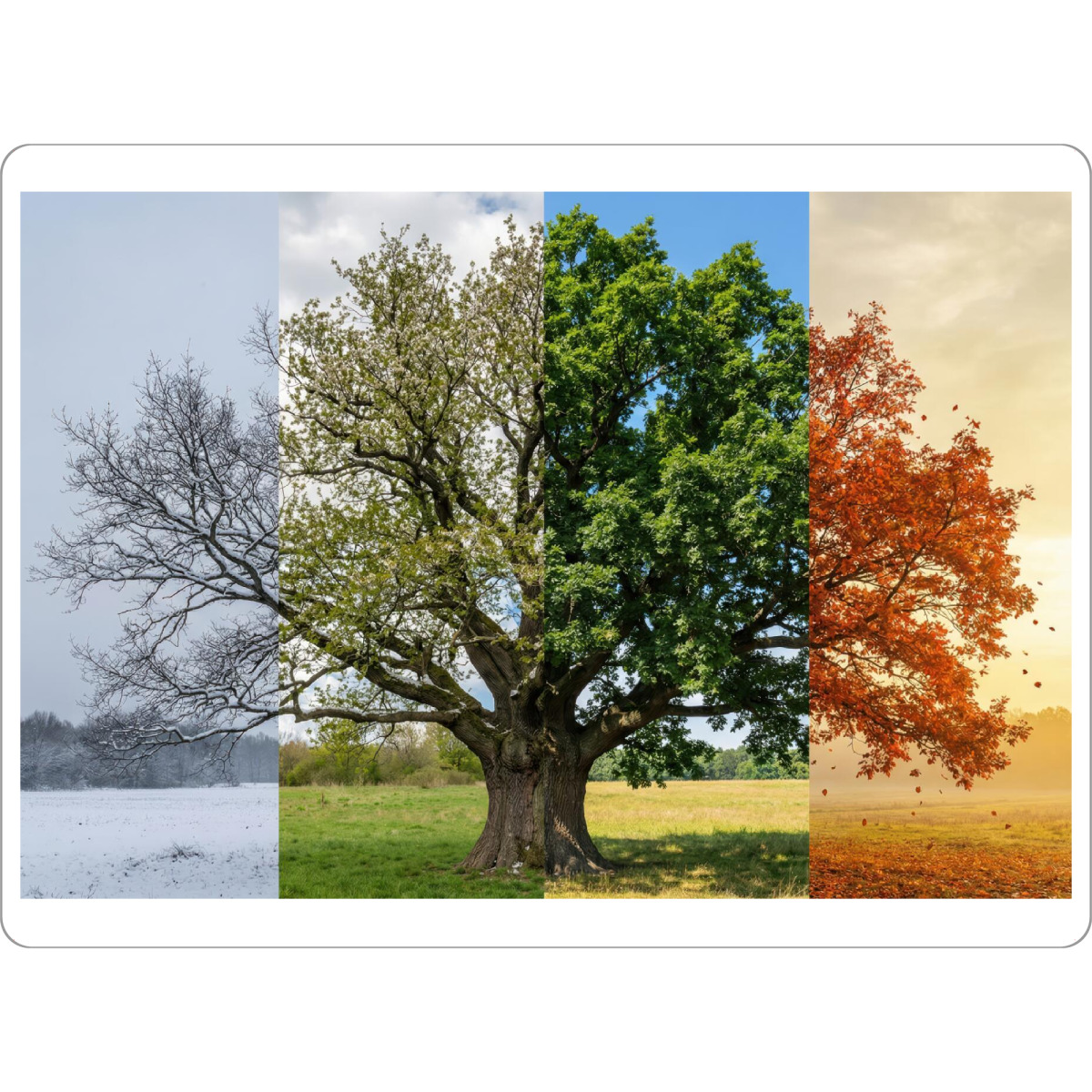 Tischset "Vier Jahreszeiten Baum" artboxONE - Natur