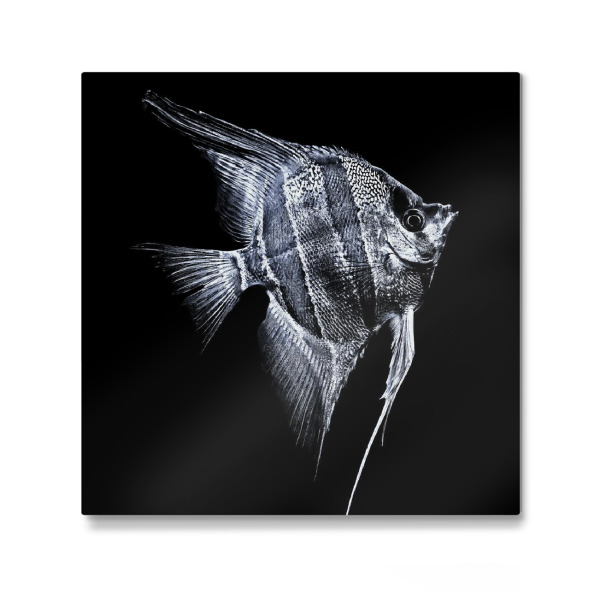 Galerie-Print "Gestreift im Aquarium" 30x30 cm artboxONE