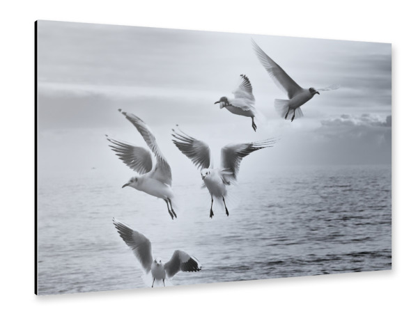 Alu-Dibond "Fünf im Flug" 75x50 cm artboxONE