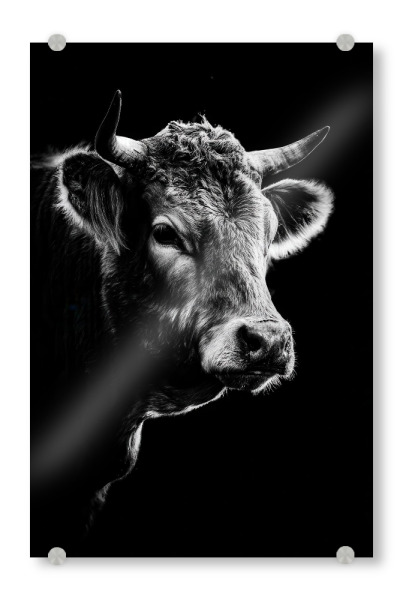 Acrylglasbild "Mystic Cow – Kuh Portrait" artboxONE - Tiere,Schwarzweiß