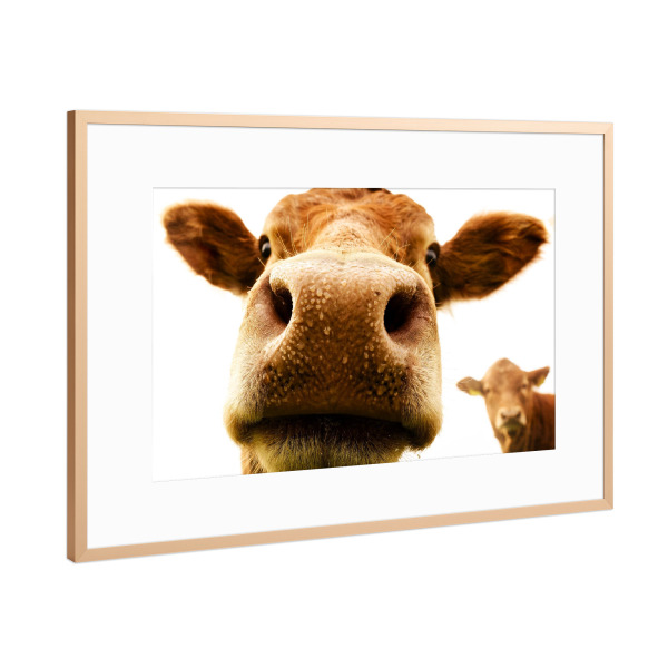 Poster mit Rahmen Kupfer "Neugierig" artboxONE - Natur,Tiere - Kuh,Kalb,Neugierig,Schauen,Entdecken,Natur,Dicht dran