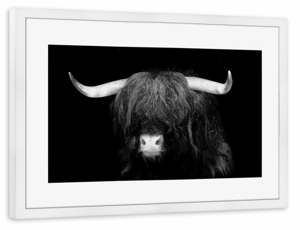 Poster mit Rahmen weiß "Kleiner Wuschel" artboxONE - Natur,Tiere,Schwarzweiß - Potrait,Kuh,Schottisches hochlandrind,Schwarz,Zottelig,Zottige kuh