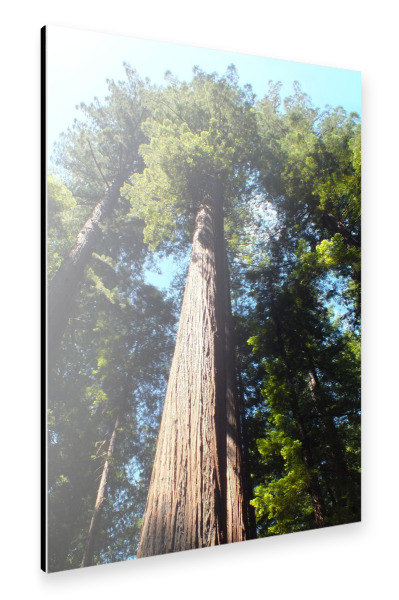 Alu-Dibond "Redwood" 30x20 cm artboxONE
