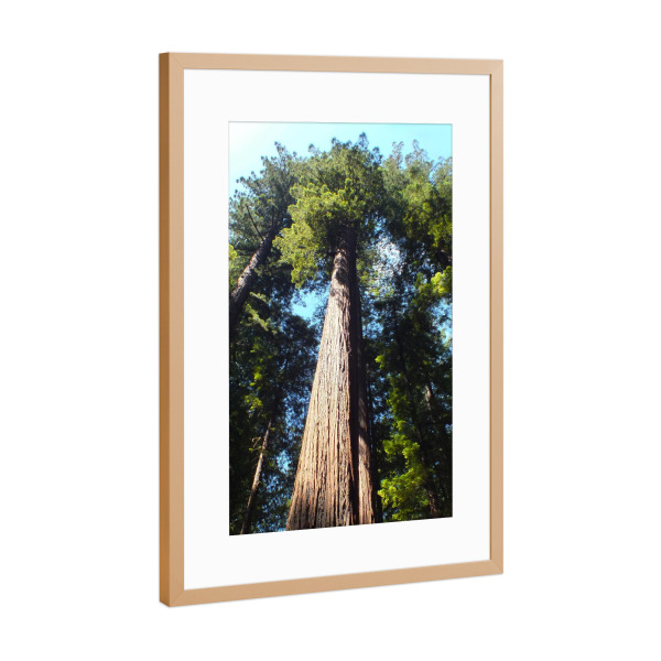 Poster mit Rahmen Kupfer "Redwood" artboxONE - Natur,Reise,Floral